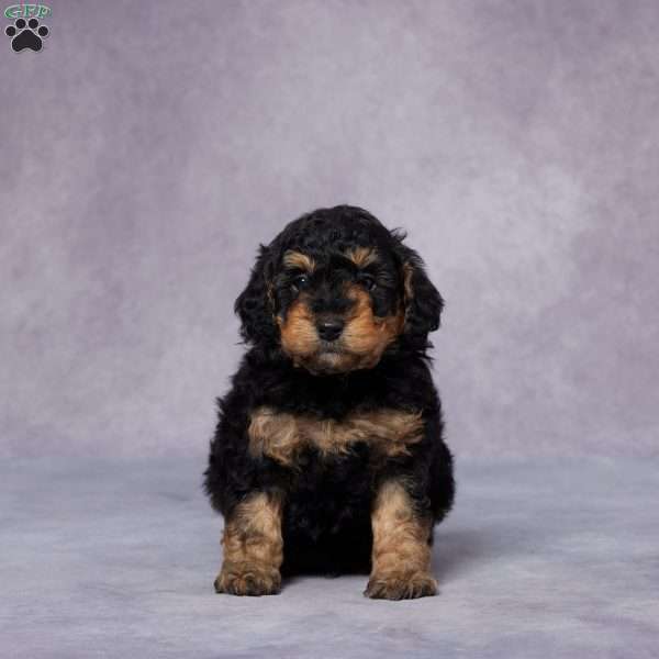 Qadry, Miniature Poodle Puppy